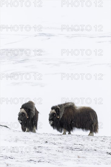 Two muskoxen