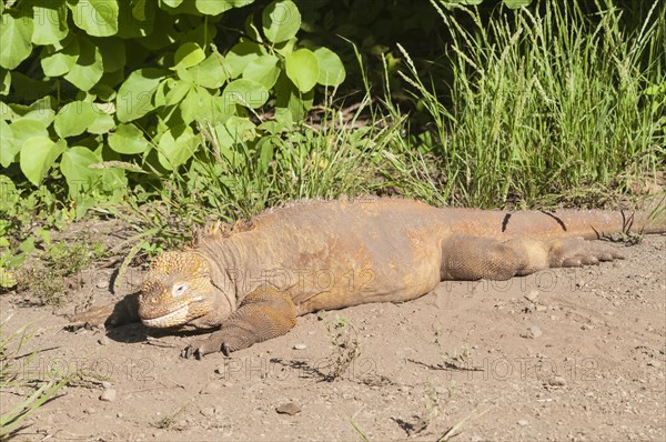 Galapagos land iguana