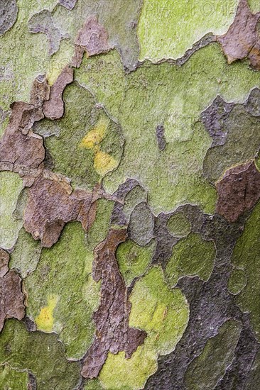 Eucalyptus bark