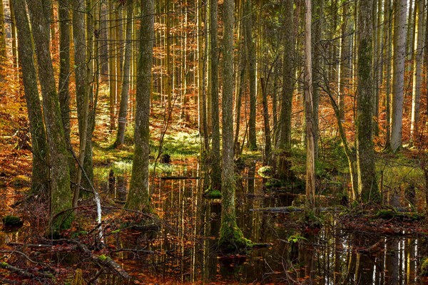 Autumn-coloured mixed forest reflected in a pond in the Westliche Waelder nature park Park near Ausgburg