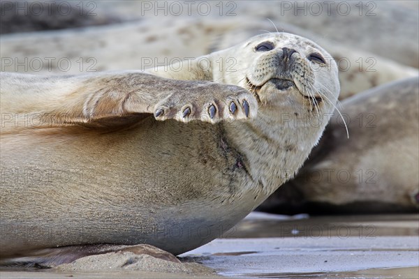 Common seal