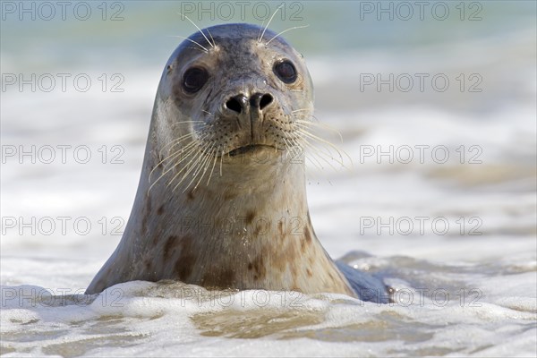 Common seal