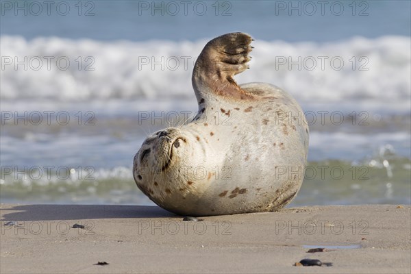 Common seal