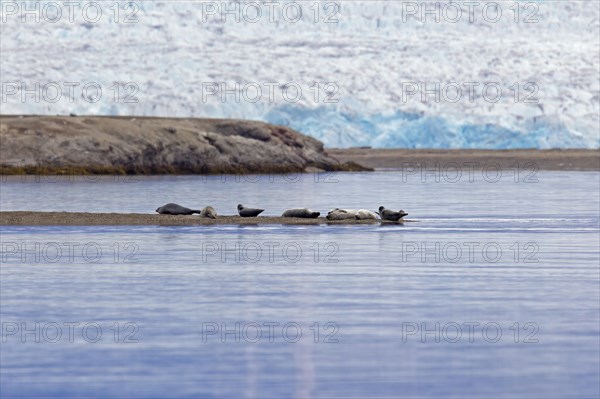 Common seals