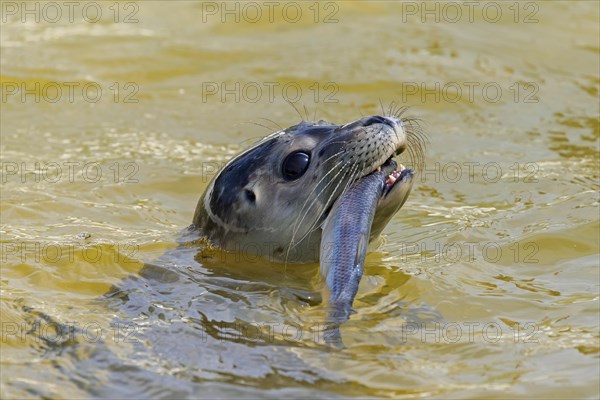 Close-up of common seal