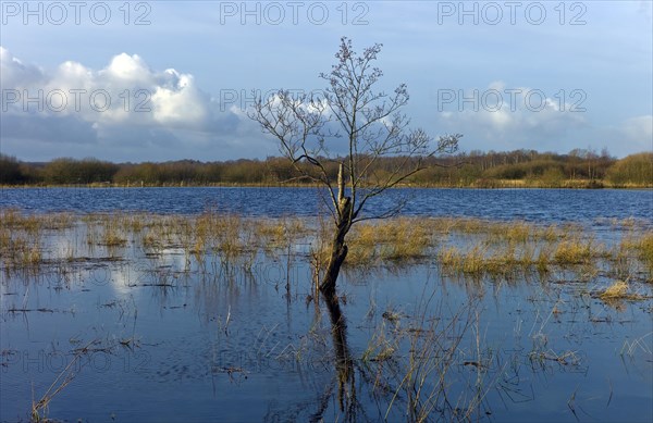 Flooded meadows in the Breites Wasser nature reserve near Worpswede