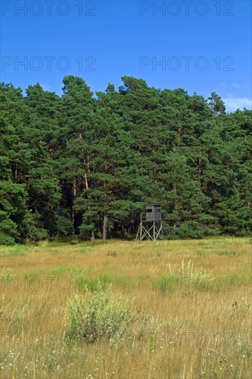 Altwarp Mecklenburg-Western Pomerania Greifswald County Altwarp High Seat in the Juniper Valley Forest Germany Europe