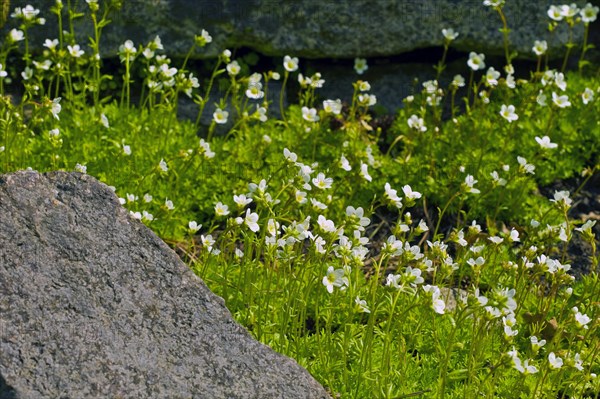 Horny piedmontese saxifrage