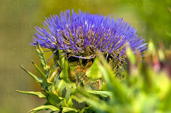 Artichoke