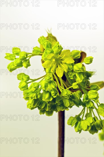 Flowers of Norway Maple