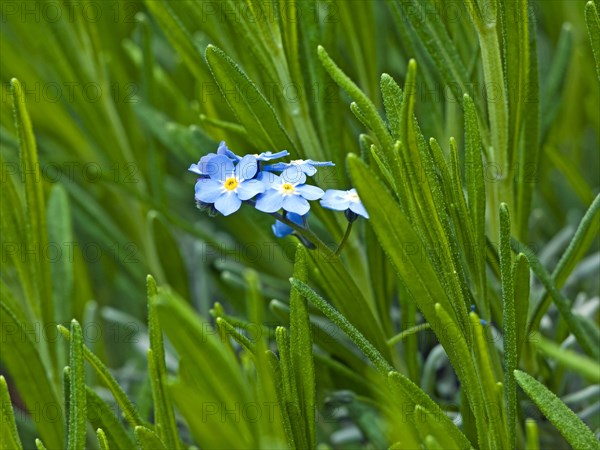 Forget-me-not flowers in a lavender bed