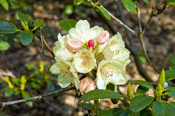 Rhododendron in the Bremen Rhododendron Park