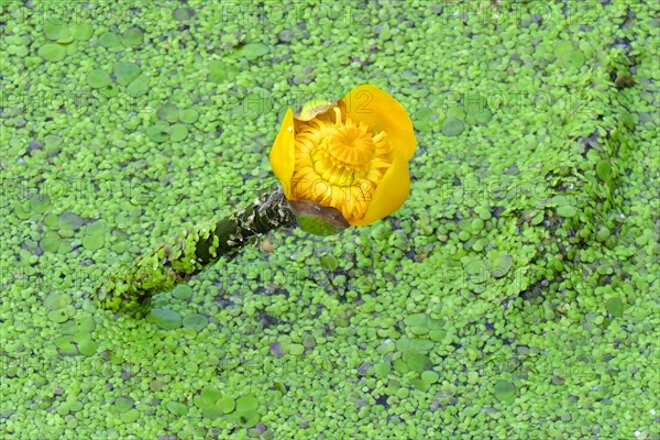 Yellow water-lily