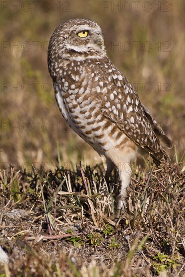 Burrowing owl