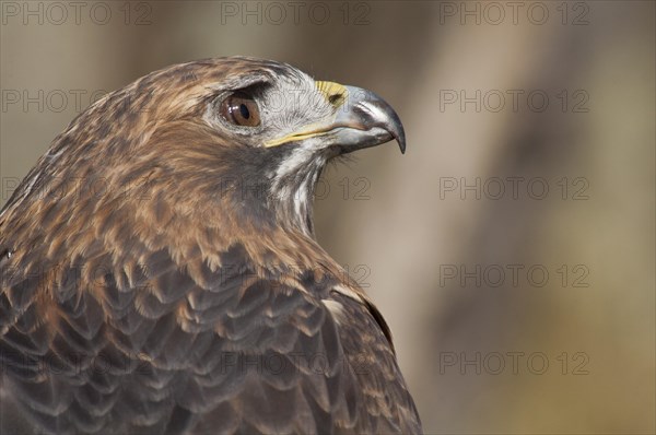 Female Red-tailed Hawk