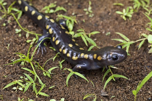 Spotted salamander