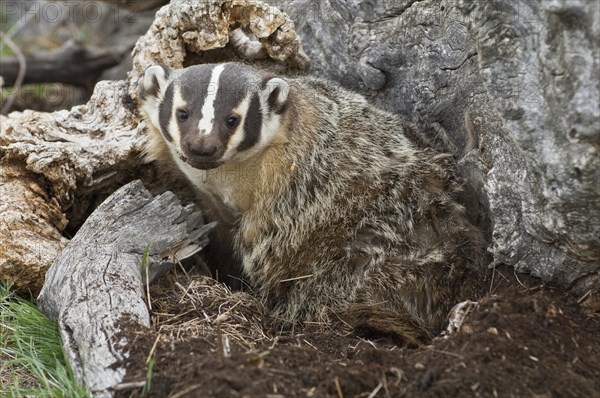 American badger