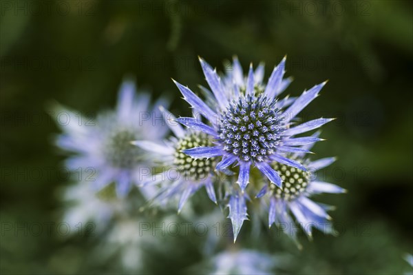 Eryngium bourgatti