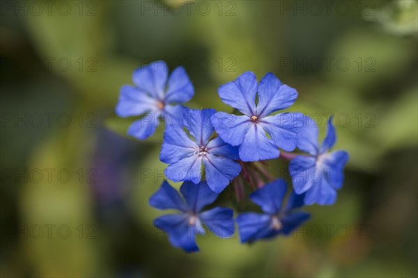 Detailed closeup of Ceratostigma willmottianum