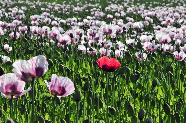 Poppy flowers