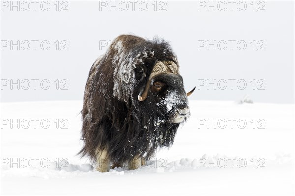 Muskox