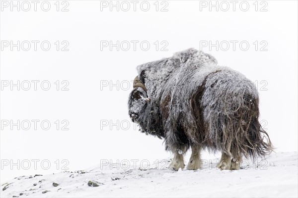 Muskox