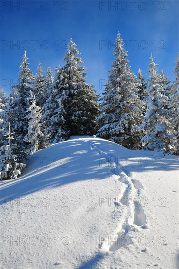 Mountain forest in winter