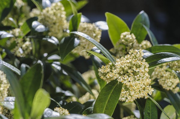 Skimmia confusa kew green