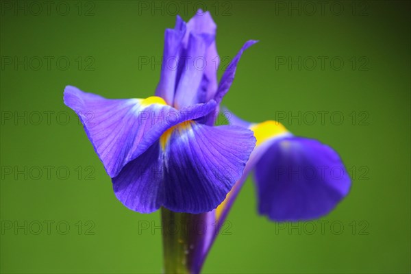 Irises