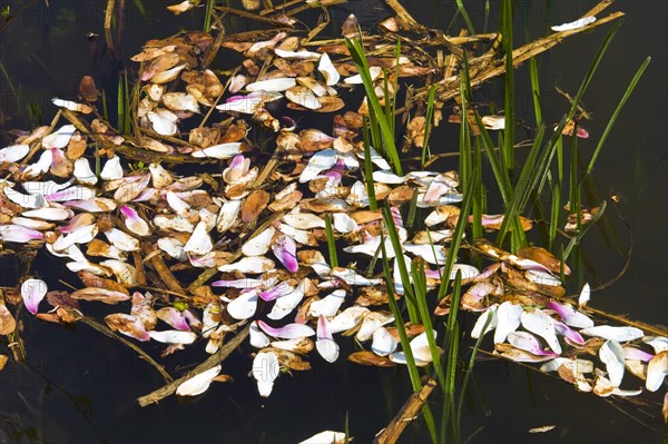 Water ditch with petals of a tulip tree in the Botanical Garden