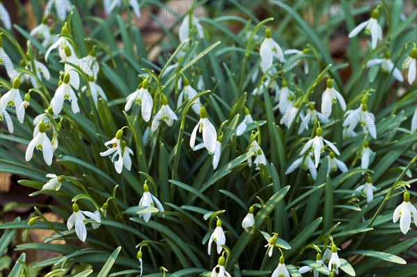 Common snowdrop