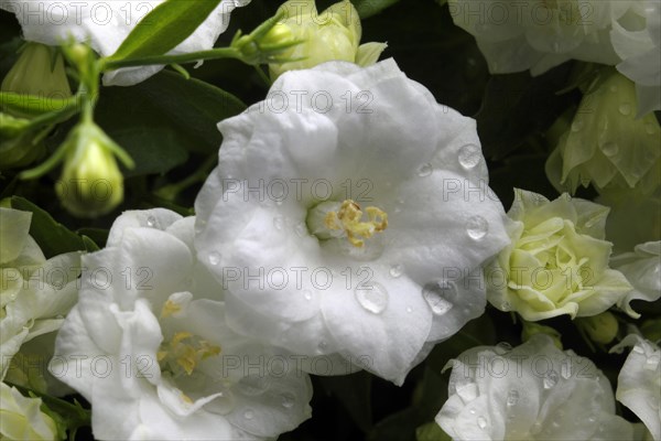 White Carpathian Bellflower