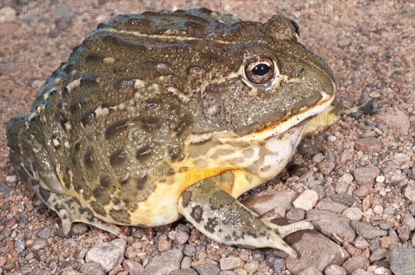 African bullfrog