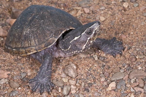 Common musk turtle