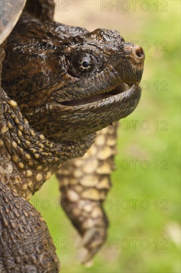 Common snapping turtle