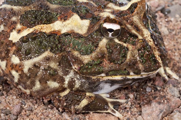 Argentine horned frog