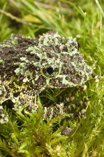 The Mossy Frog