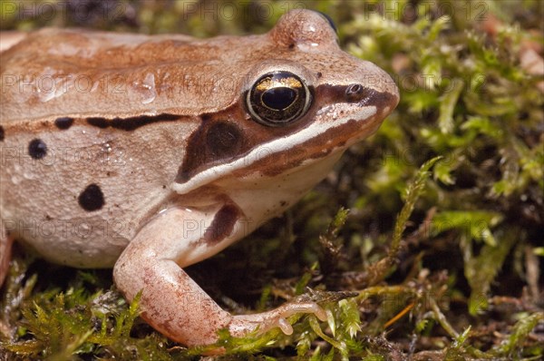 The wood frog