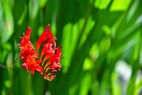 Flower of a Montbretia