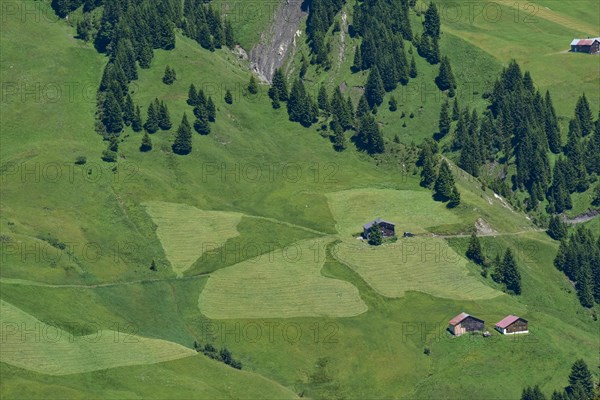 Haymaking on an alpine pasture in the Damuelser mountains in the Bregenzerwald