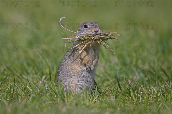 European ground squirrel