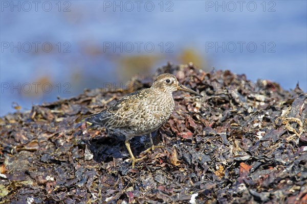 Purple sandpiper