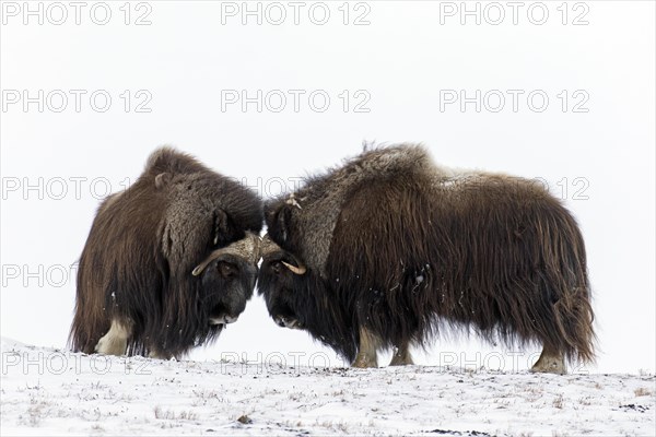 Muskox