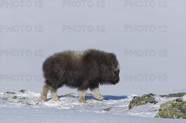 Muskox