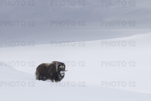 Muskox