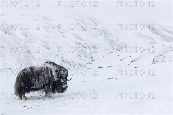 Muskox