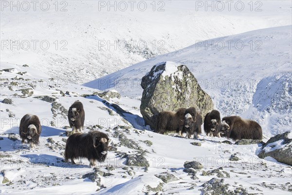 Muskoxen muskox