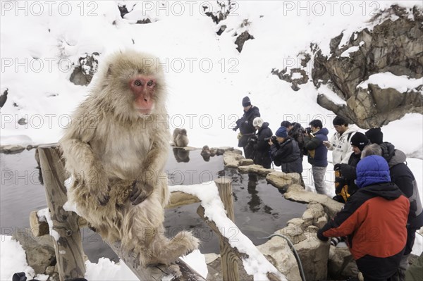 Japanese macaque