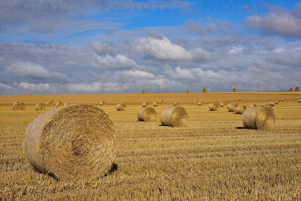 Harvested cornfield with straw bales in Normandy