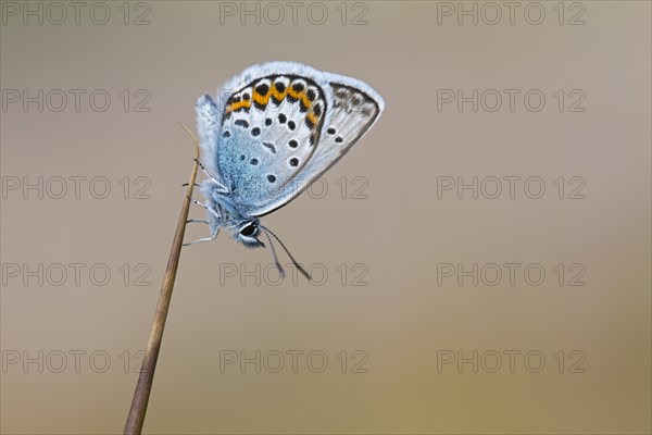 Silver-studded blue